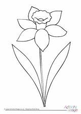 Daffodil Jonquille Printemps Activityvillage Colorier sketch template