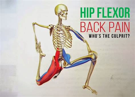 Muscles In Lower Back And Hip Glute Muscles Diagram — Untpikapps