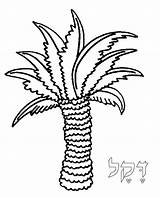 Palm Coloring Pages Tree Torah Tots Palmtree Torahtots Trees Sabal 2000 Inc Alefbet Template sketch template