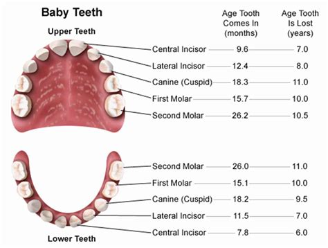 mouth teeth diagram  label coordstudenti