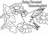 Coloring Hummingbird Pages Throated Ruby Bird Humming Printable Flower Nectar Eat Beauty Hummingbirds Getcolorings Getdrawings Drawing Color Colorings sketch template