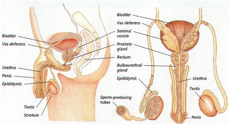 The Front View Of Male Reproductive System And More New