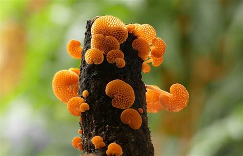 weird wonderful fungi mushroom pictures  photo argus