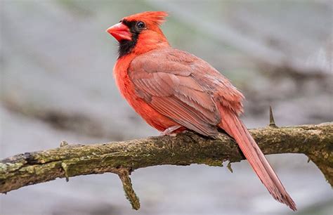 cardinal birds  bird nests