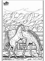 Coloring Horse Pages Horses Adults Wild Pferde Ausmalbilder Ausmalen Sheets Adult Animals Zum Pferd Von Colouring Bilder Funnycoloring Fargelegg Printable sketch template