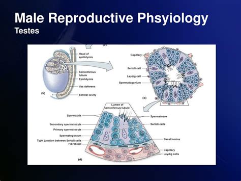 ppt reproductive physiology powerpoint presentation free download