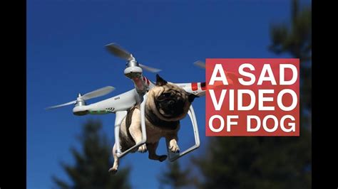drone flies   dog dog  drone accidents youtube