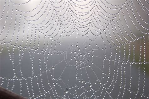 stunning   spider webs spun  perfection spider web halloween photography web