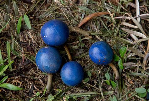 naturally occurring blue food nilanjan medium