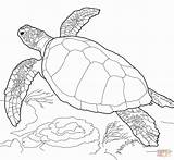 Coloring Turtle Pages Sea Adults Getcolorings sketch template
