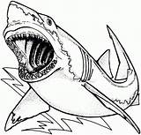Hammerhead Shark Coloring Getcolorings Instructive sketch template