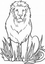 Lion Coloring sketch template