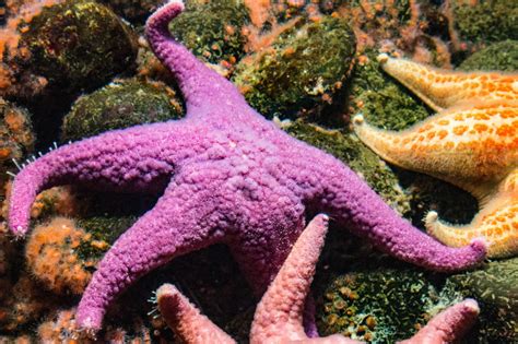 sea star   happened   starfish