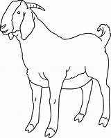 Goat Clip Clipart Boer Coloring Cliparts Drawing Line Sheep Bengal He Clipground Library Draw Attribution Forget Link Don Presentations Projects sketch template