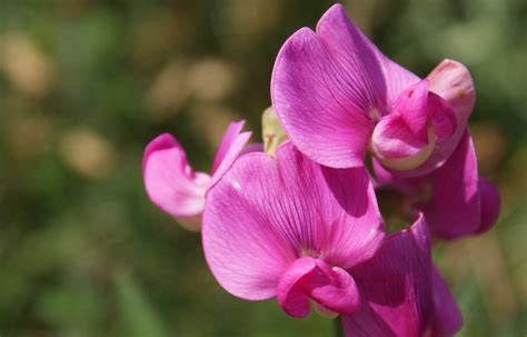 filesweet pea flowerjpg wikipedia