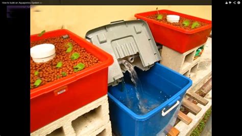 aquaponic system  beginners guide  home