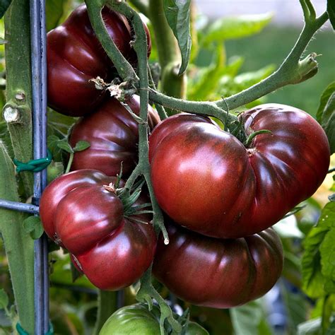 growing heirloom tomato plant   grow heirloom tomatoes naturebring