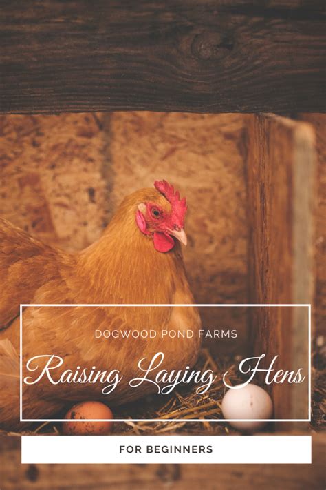 how to raise and care for laying hens in your backyard laying hens