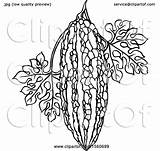 Bitter Gourd Clipart Illustration Royalty Clip Perera Lal Vector Protected Collc0106 sketch template