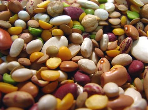 bean    bean    question legumes lectins  human health  mike