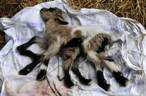 pictured goat born with eight legs and both male and female sex organs