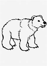 Coloring Bear Baby Pages sketch template