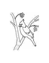 Coloring Pages Bird Book Visit sketch template