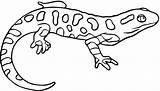 Coloring Salamander Newt Pages Spotted Yellow Drawing Lizard Eastern Printable Colouring Color Animals Kids Template Salamandra Clipart Para Colorear Draw sketch template