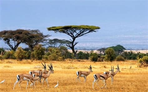 bakgrundsbilder landskap natur vilda djur och vaexter afrika savann impala antilop