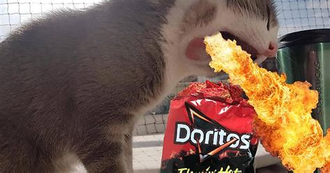 Ps Battle Cat Flamin Hot Doritos Album On Imgur