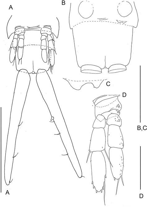 The Remipede Speleonectes Tulumensis Specimen A A