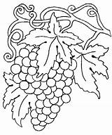 Coloring Grape Vine Pages Vineyard Grapes Getcolorings Vines Para Color Fruit Colouring Print sketch template