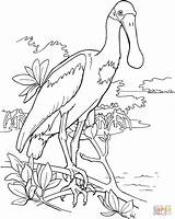 Spoonbill Roseate Coloring Pages Drawing Bird Animal Clipart Supercoloring Pink Printable Outline Cliparts Color Gif Birds Library Book Easy Choose sketch template