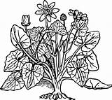 Coloring Plants Plant Clipart Clip Vector Pages Flowers Outline Celandine Lesser Bush Flower Cliparts Printable Leaves Book Kids Pixabay Blooming sketch template