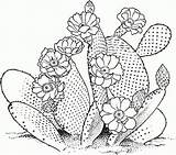 Saguaro sketch template