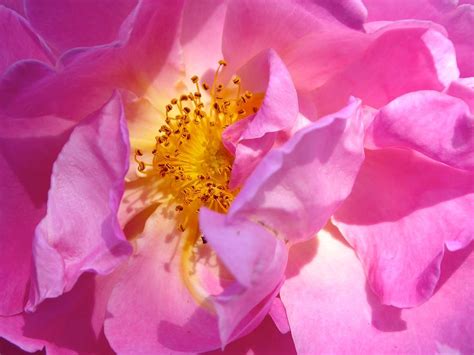 peek pink photograph   petal