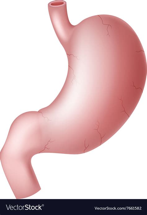 cartoon of human stomach royalty free vector image