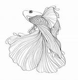 Fish Fighting Drawing Coloring Siamese Pages Sketch Drawings Behance Betta Google Beta Pencil Tail Draw Ca Tattoo Adult Template Illustration sketch template