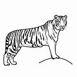 Tiger Coloring Printable Pages Clipart Kids Print Drawing Outline Animals Animal Abcteach Cats Big Sheets Safari sketch template