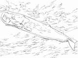 Colorare Capodoglio Sperm Disegno Whale Pages Moray Eel Montessori sketch template