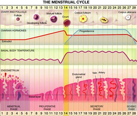 Frontiers Cognitive Functions Of Regularly Cycling Women