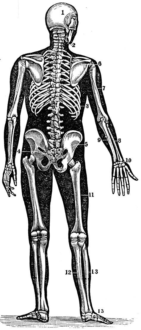 view   human skeleton clipart
