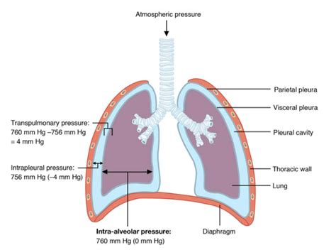 The Process Of Breathing Anatomy And Physiology Ii