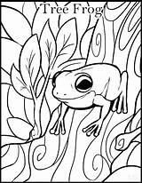 Coqui Frog Drawing Paintingvalley sketch template