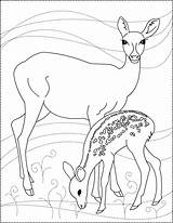 Chevreuil Fawn 2601 Dear Nicole Coloriages Ko Printable sketch template