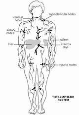 System Lymphatic Diagram Patient Useful Yes Did Information Find I78 sketch template