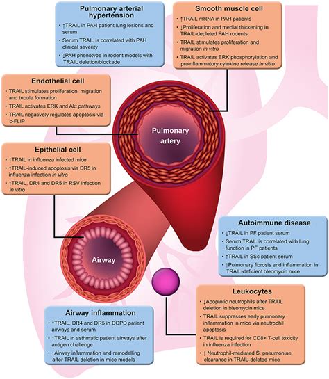 Frontiers Divergent Roles For Trail In Lung Diseases Medicine