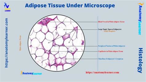 adipose tissue  microscope  labeled diagram anatomylearner