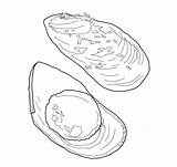 Cozza Mussel Mollusks Onlinecoloringpages Printmania sketch template