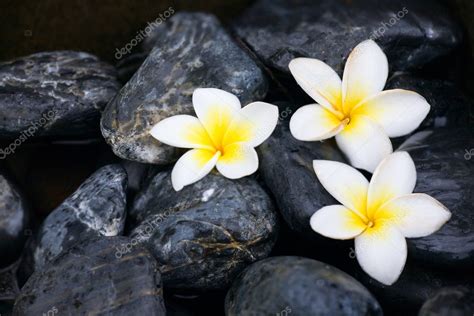 frangipani flowers  spa stones stock photo  shalamov